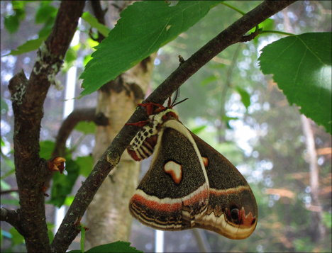 Adirondack Moths:  Cecropia Moth (16 June 2012)
